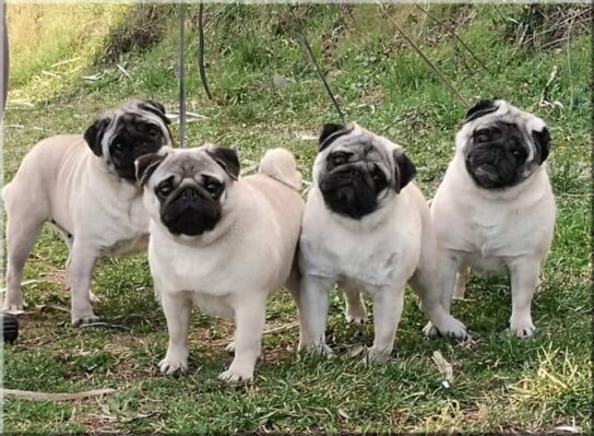 Campagnanensis' pugs