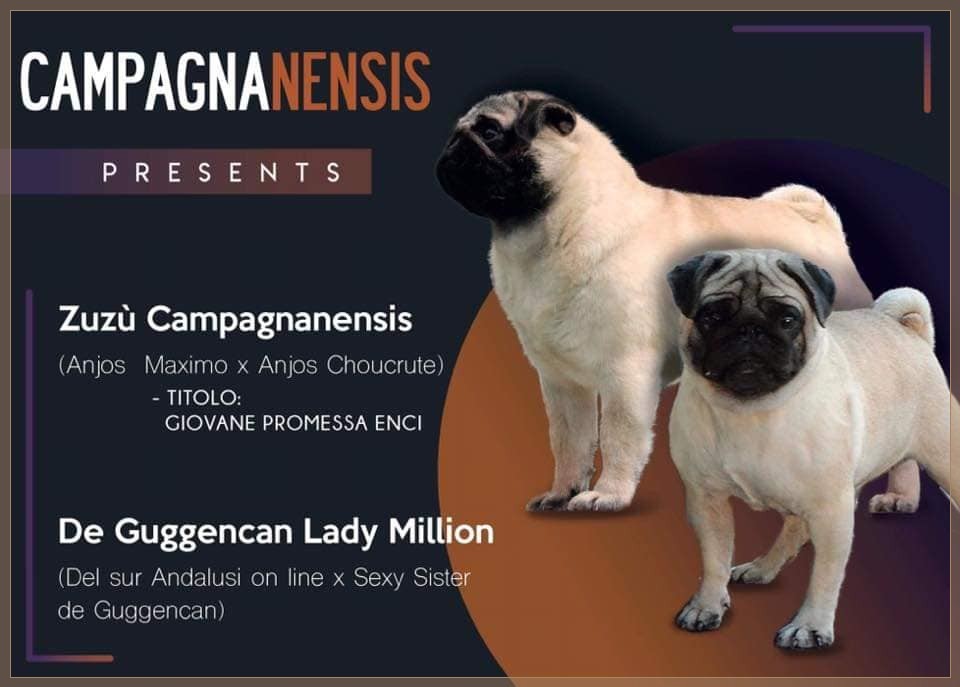 CUCCIOLI ALLEVAMENTO CAMPAGNANENSIS