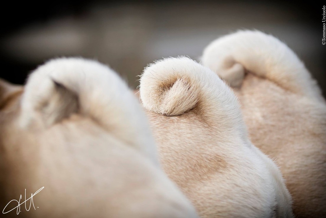 pugs' tails